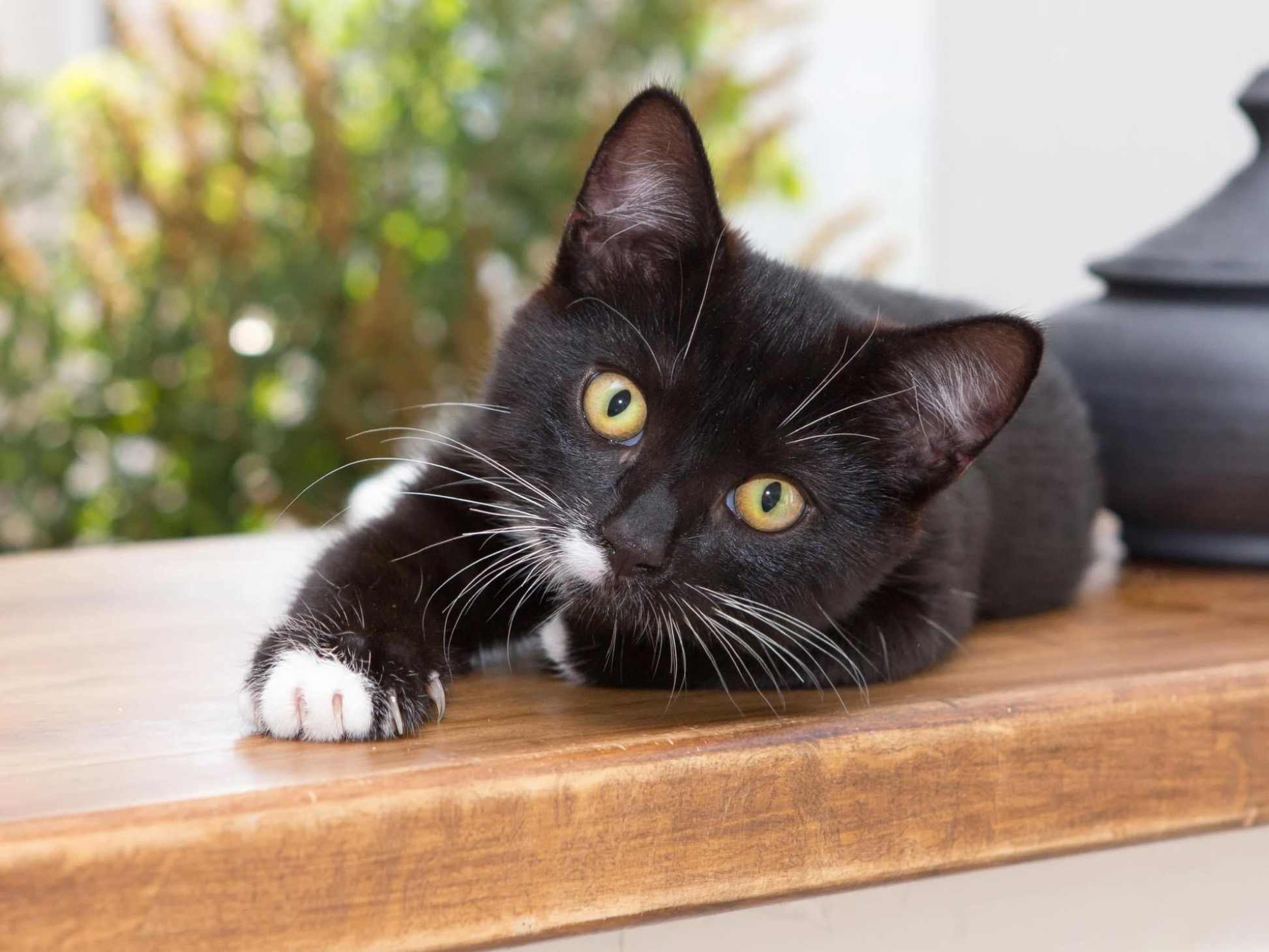 Window Cat Diamond Painting Short Lint Canvas Kit