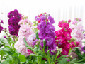 Snapdragon Flowers Diamond Painting Kit 40x30cm Soft Canvas Round or Square