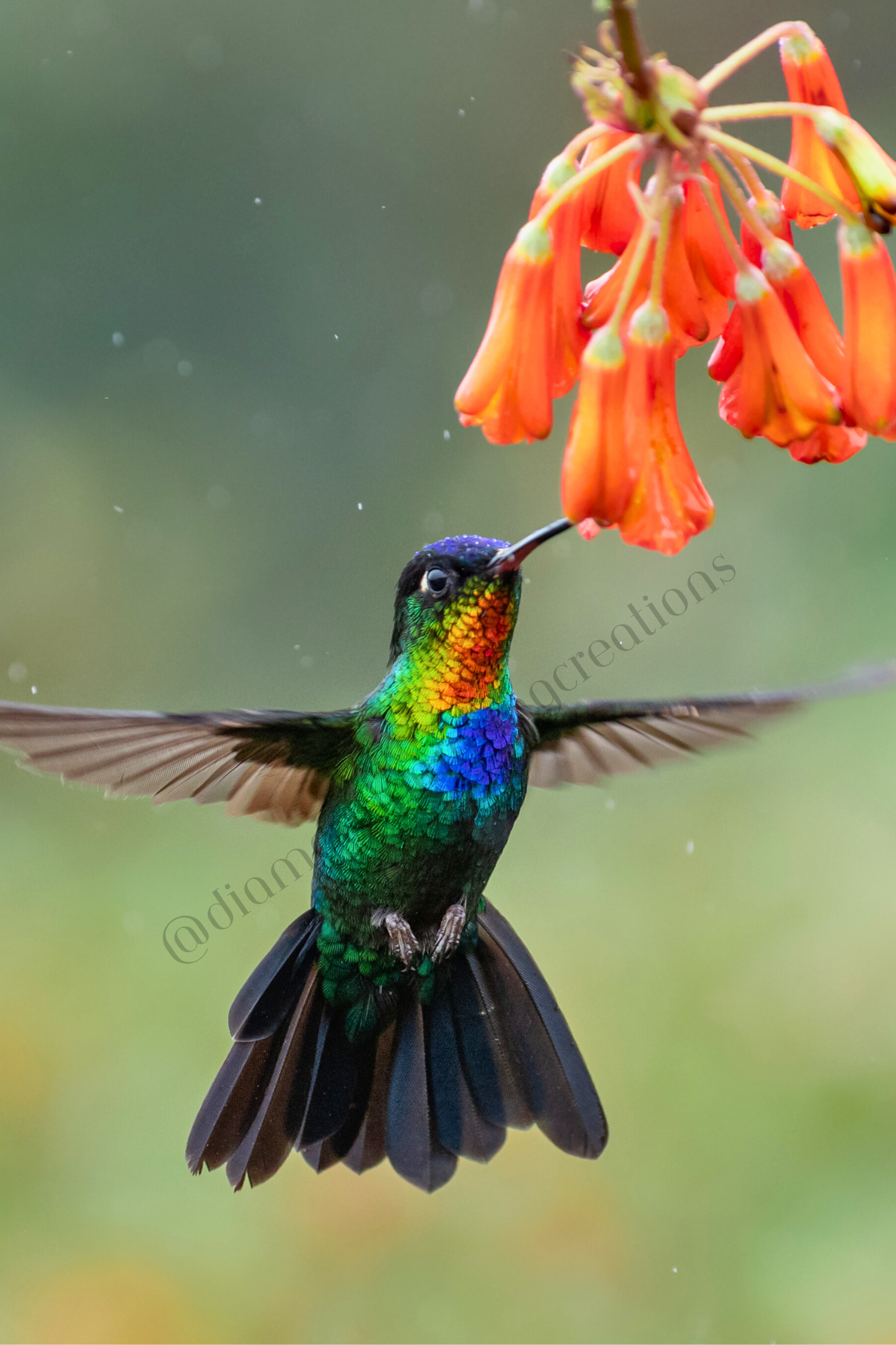 Humingbird Diamond Painting Soft Canvas Kit 20x30cm