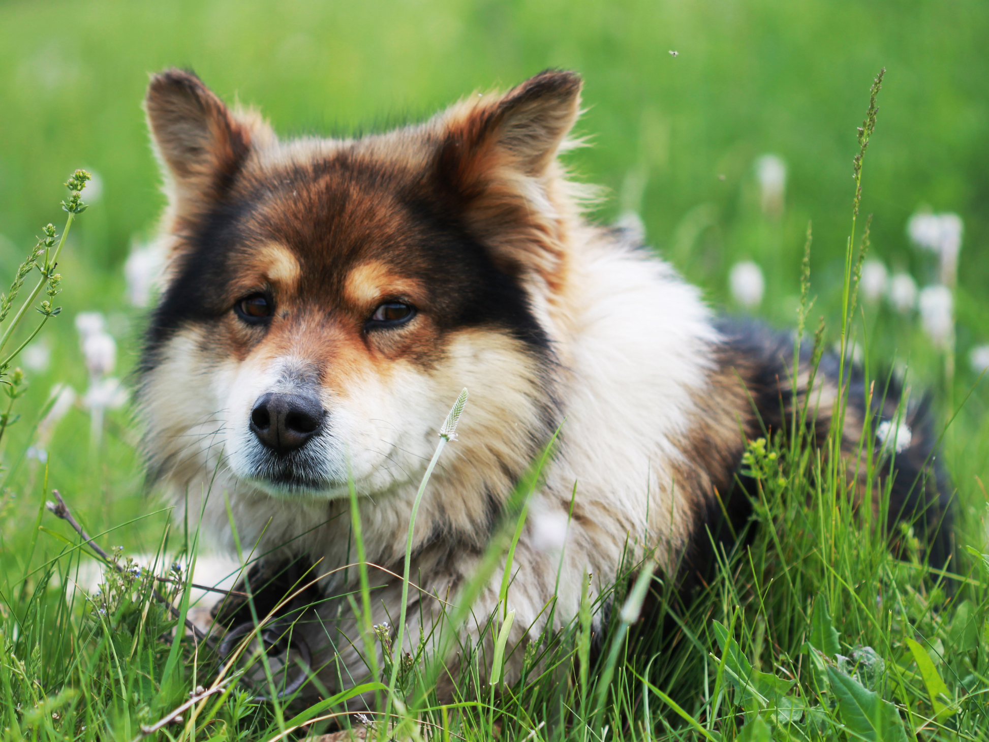 Dog in Grass Diamond Painting Short Lint Canvas Kit