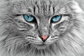 Furry Gray Cat Diamond Painting Kit