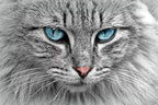 Furry Gray Cat Diamond Painting Kit