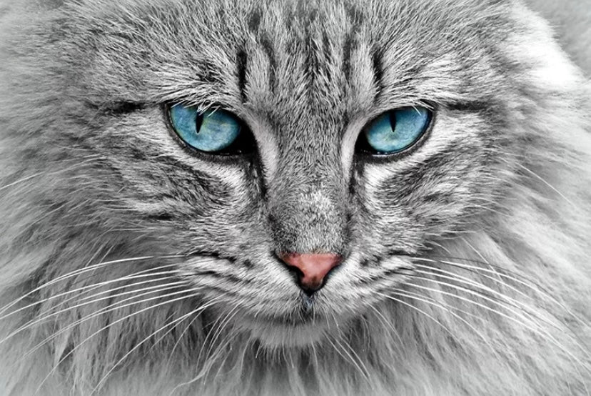 Furry Gray Cat Diamond Painting Kit